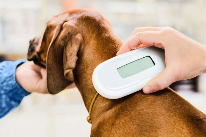 Pet-Identification Microchipping in greenpoint