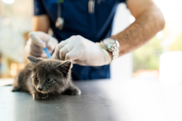 Pet Vaccinations in Brooklyn, NY