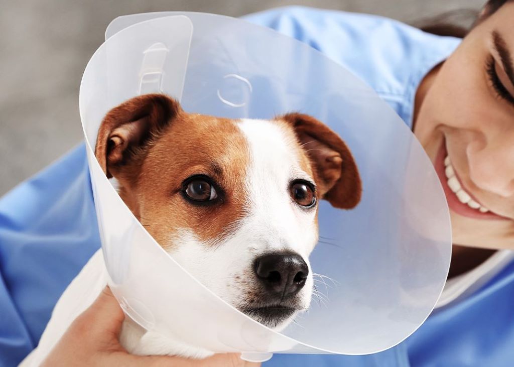 Spay and Neuter Services in Brooklyn, NY