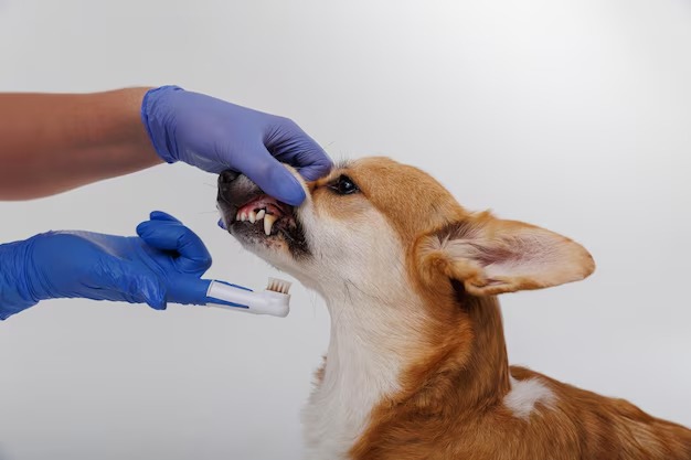Teeth Cleaning and Exams for Pets in Brooklyn, NY