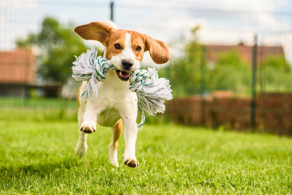 Therapeutic Laser Therapy in Brooklyn, NY
