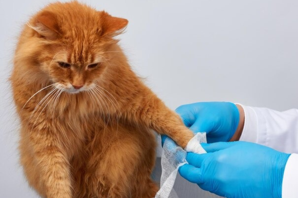 Why Pet Blood Tests Are Vital: How Blood Work Helps Spot Hidden Health Issues Early