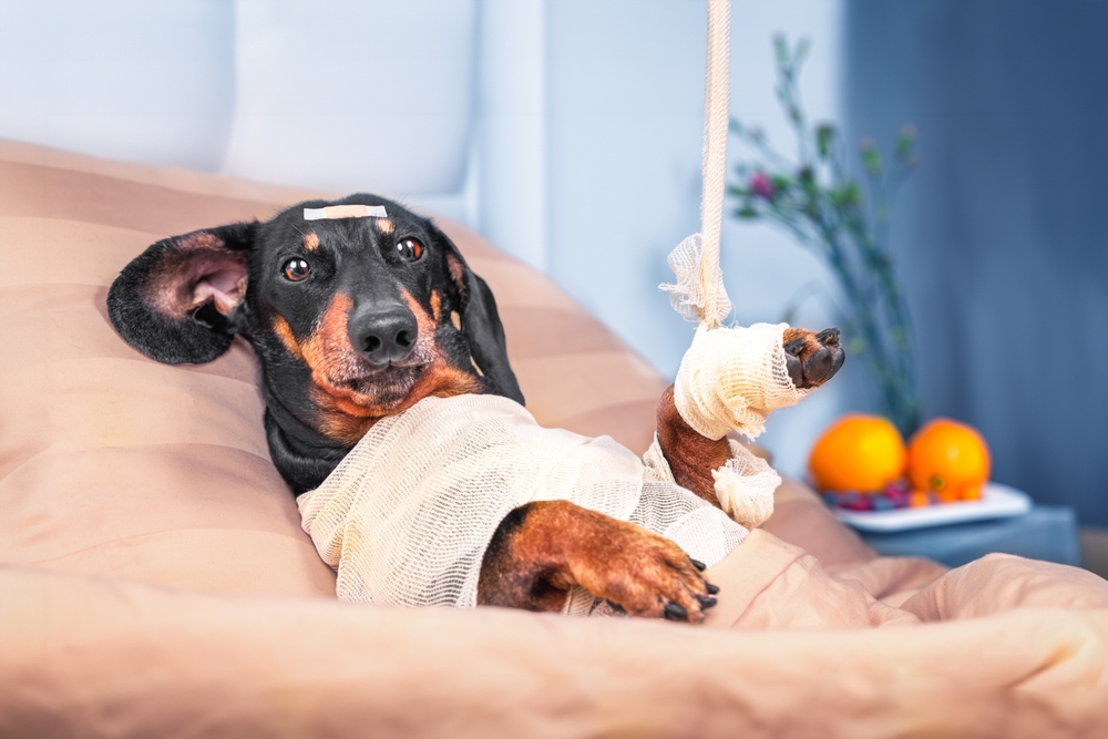 urgent pet care what to expect at an emergency vet clinic