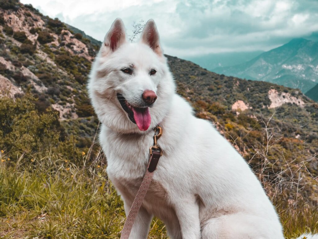 Grieving a Pet