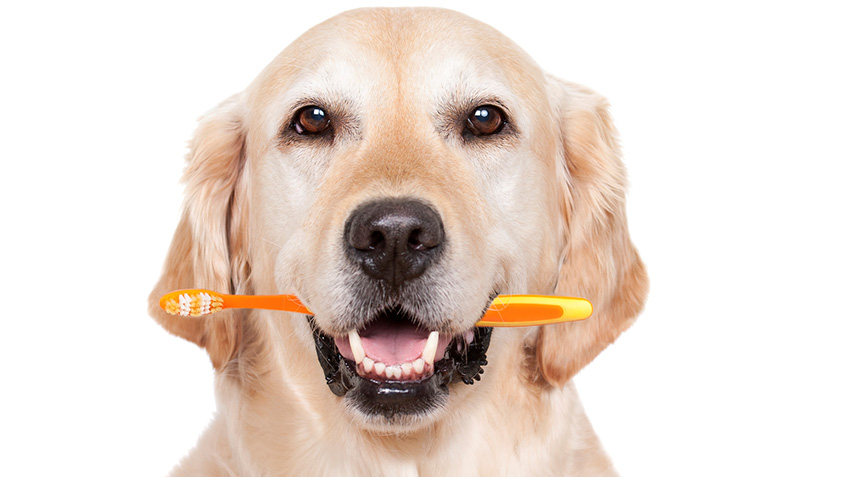Pet Dental Care: Why Your Pet’s Smile Deserves Attention