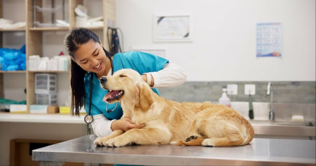 Understanding Pet Surgery: What to Expect Before, During, and After Your Pet’s Procedure
