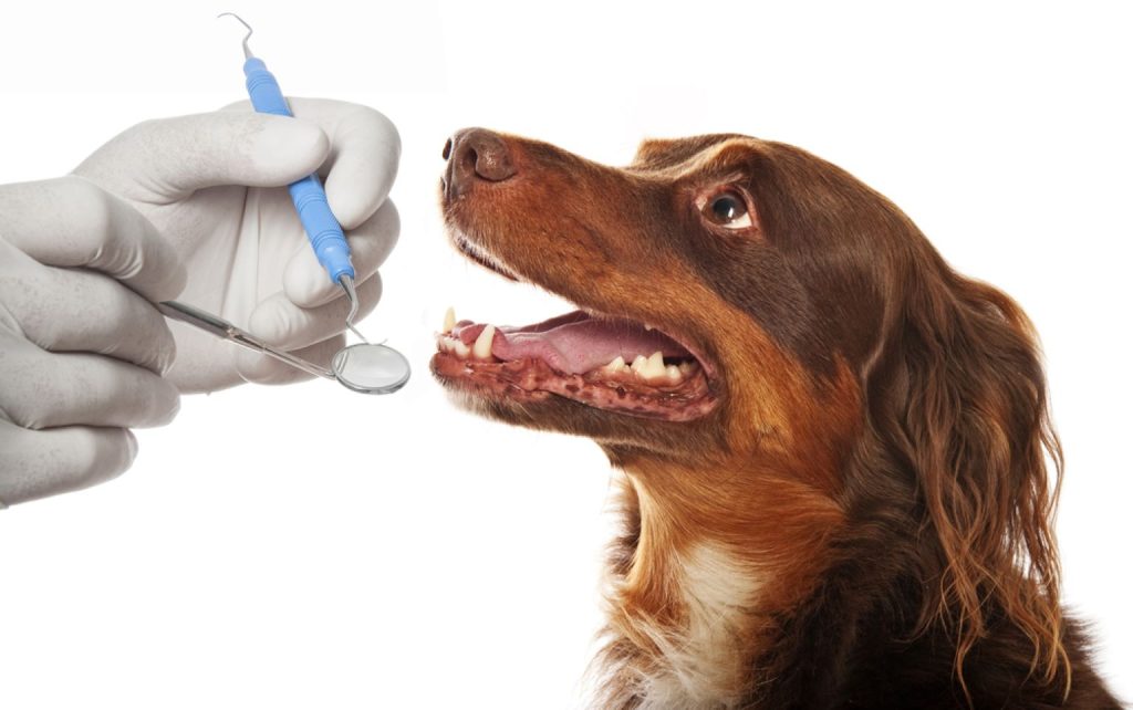 Common Types of Dental Surgery in Dogs and Cats