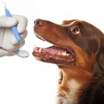 Common Types of Dental Surgery in Dogs and Cats