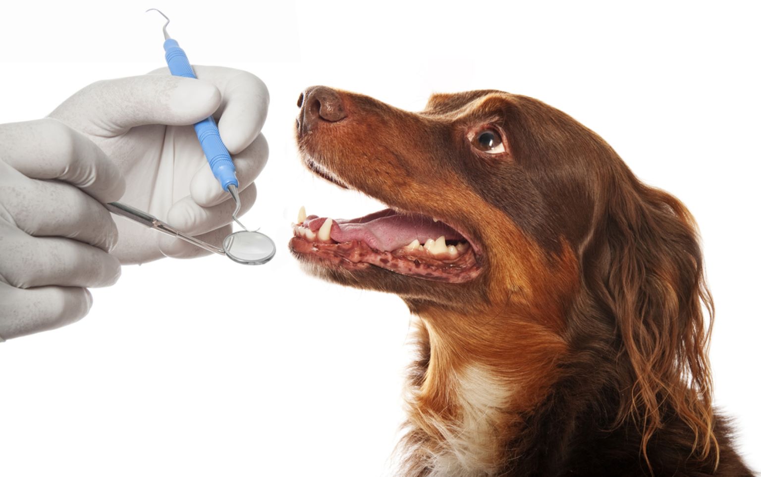 Common Types of Dental Surgery in Dogs and Cats