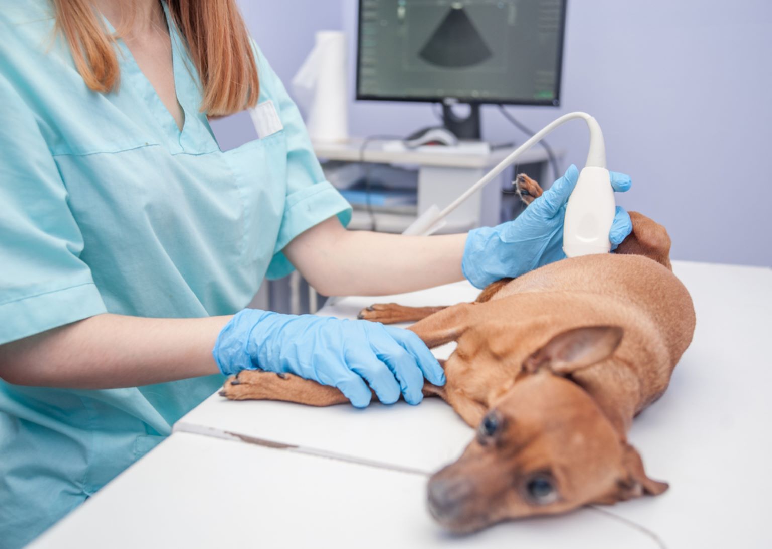 How Ultrasound Helps Diagnose Health Issues in Pets