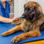 How Therapeutic Laser Therapy Supports Faster Healing in Pets