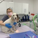 Should You Take Your Pet to the Emergency Vet? Here’s How to Tell