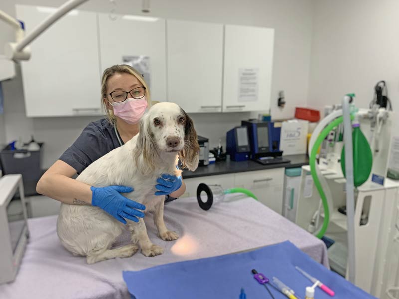 Should You Take Your Pet to the Emergency Vet? Here’s How to Tell