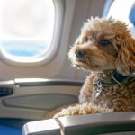 How to Get a Travel Certificate for Your Pet