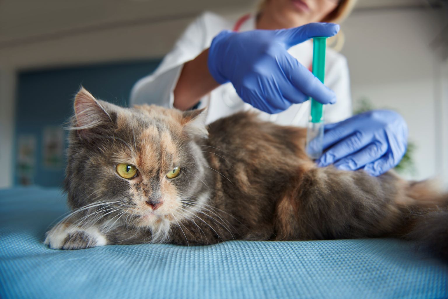 How Early Should You Spay Your Cat? Vet Explains
