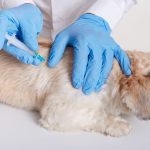 Why Dog Vaccinations Are Critical for Pet Health