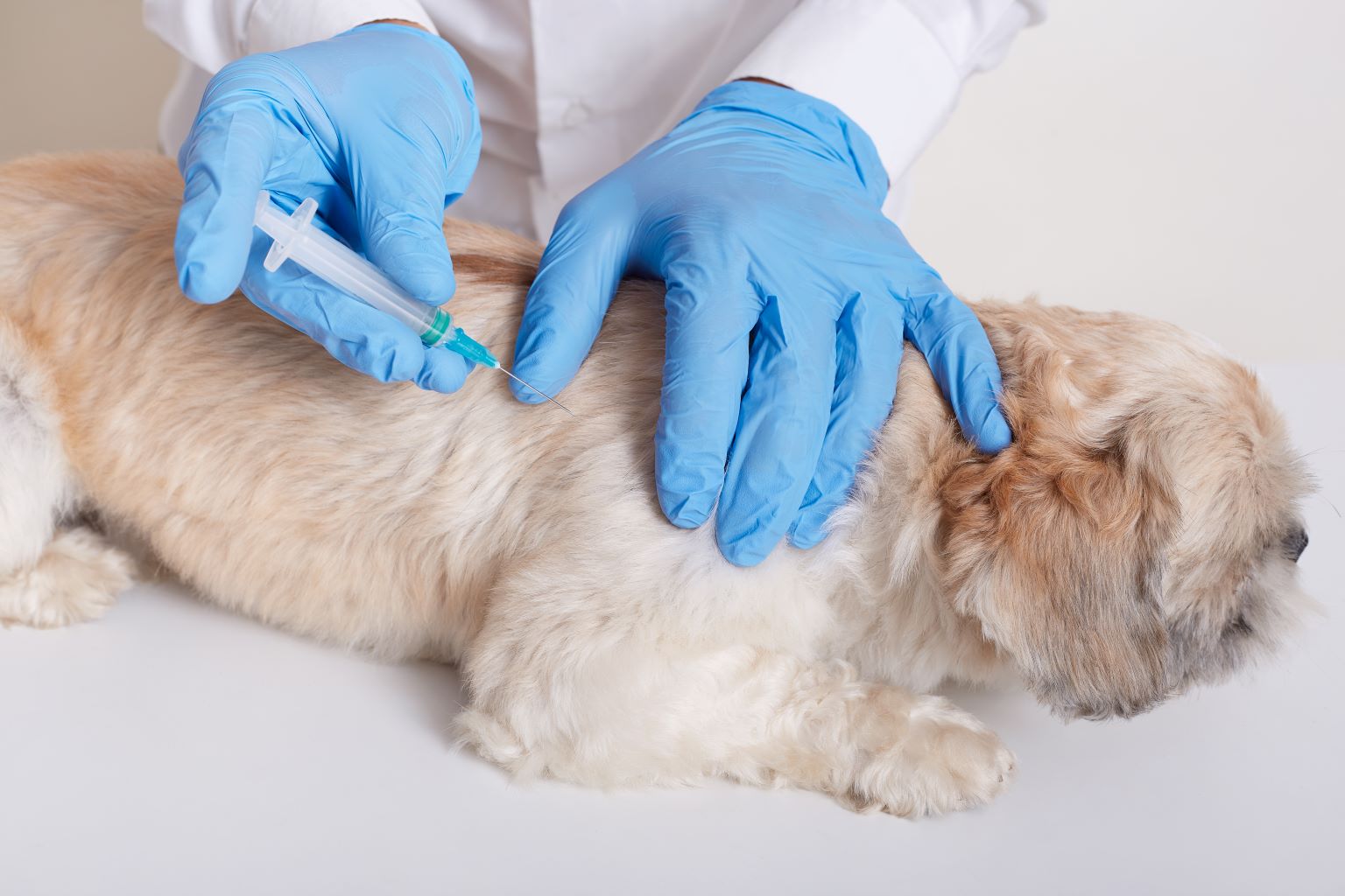 Why Dog Vaccinations Are Critical for Pet Health