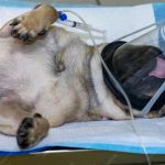 Recognizing Signs That Require Emergency Vet Attention
