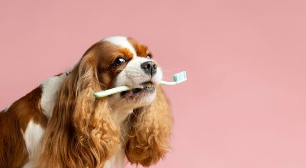 Top Benefits of Professional Dog Teeth Cleaning