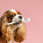 Top Benefits of Professional Dog Teeth Cleaning