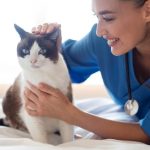 How a House Call Vet Makes Pet Visits Stress-Free
