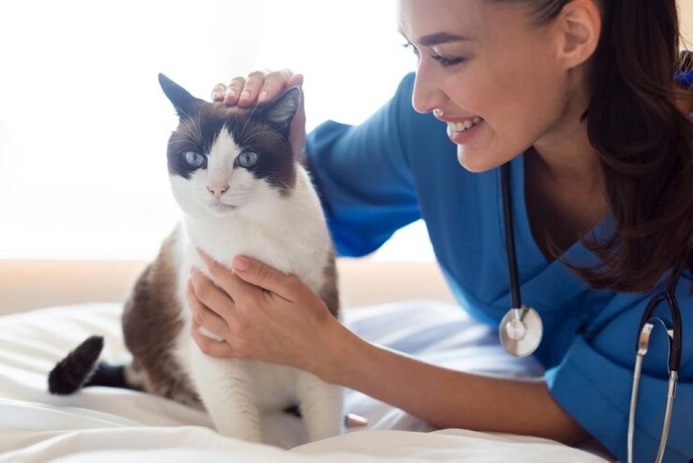How a House Call Vet Makes Pet Visits Stress-Free