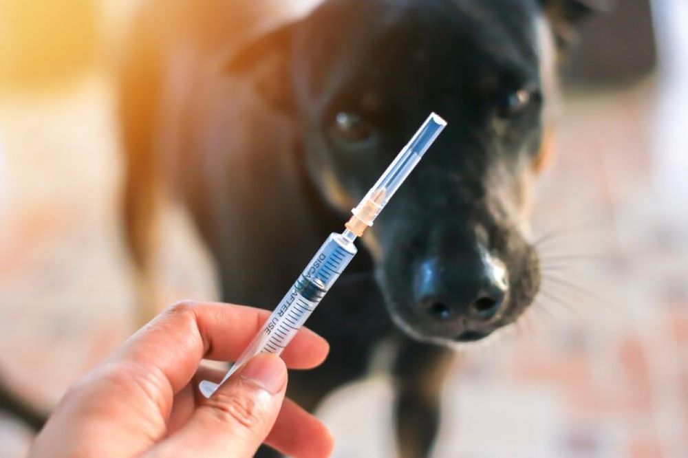 Are Dog Vaccinations Safe? Side Effects, Risks & What to Expect