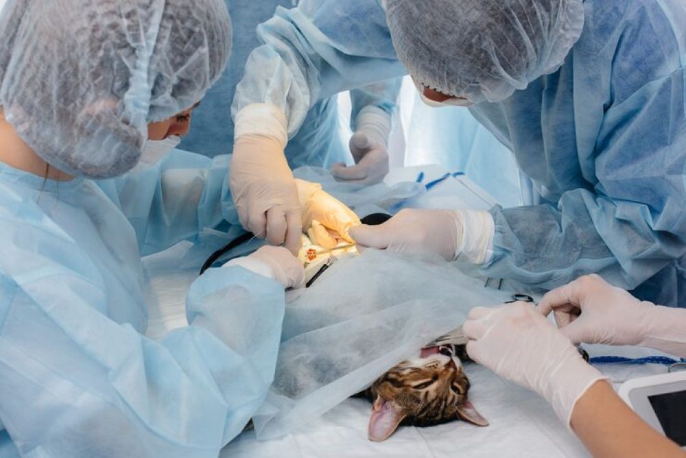Everything You Need to Know About Spay & Neuter Surgery