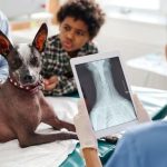Top 10 Benefits of Digital X-Rays for Dogs and Cats in Greenpoint