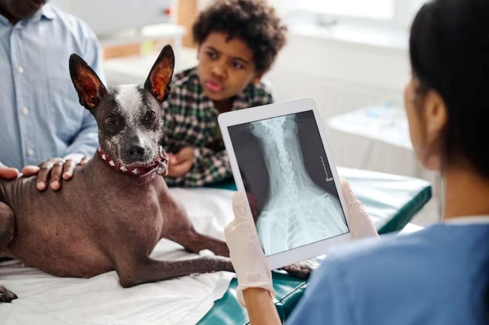 Top 10 Benefits of Digital X-Rays for Dogs and Cats in Greenpoint