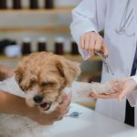 Do I Need an Emergency Vet or Can It Wait? A Guide For Pet Owner’s