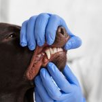 dental surgery for pets signs