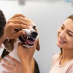 dog dental cleaning: protecting your pet’s health