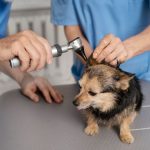 laser therapy session explained what to expect
