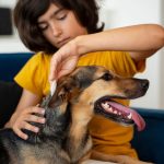 common signs of dental problems in pets