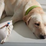 Veterinarian