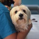 Veterinary Dental Specialists