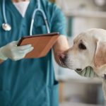 pet emergency treatment