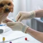 pet blood test