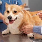pet vaccination visit