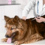 pet vaccinations