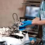 pet surgery preparation