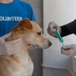 pet vaccine appointment