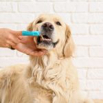 veterinarian performing professional dog teeth cleaning