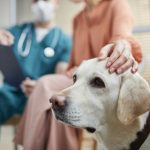 veterinarian examining a sick dog